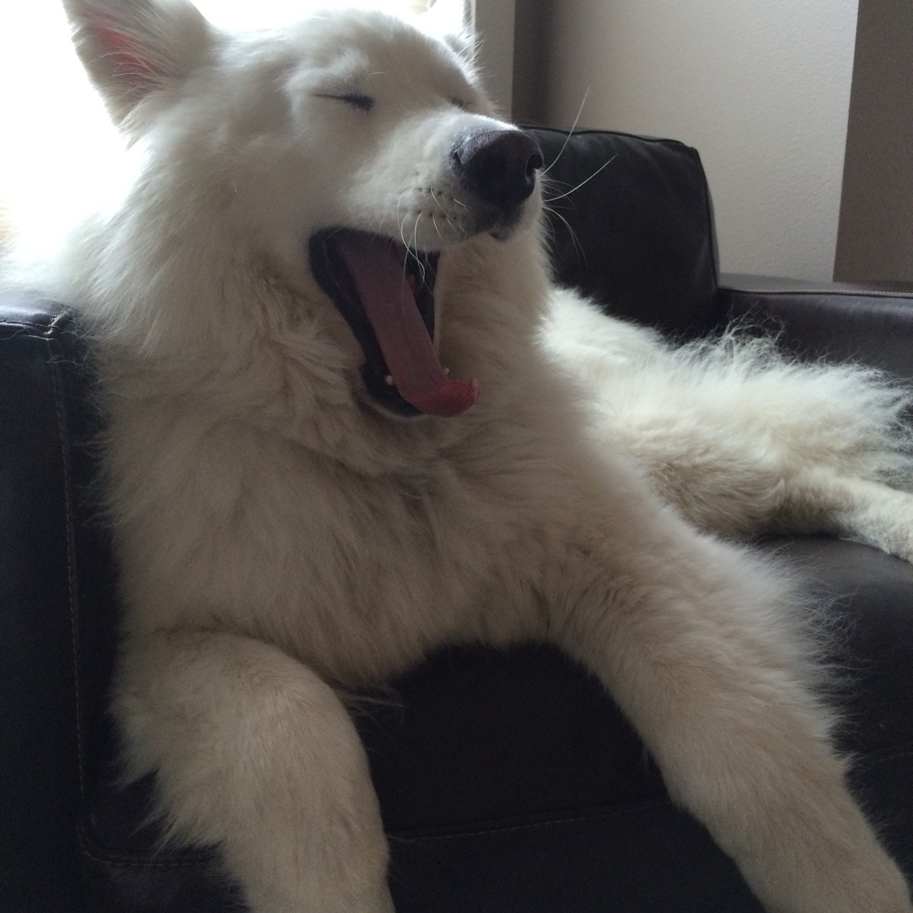 skookumthesamoyed:  Skookie the Tired Guy