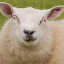 sublimelandsheep