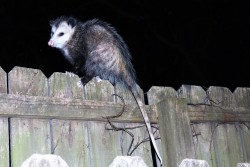 nouvelle-pauvre: look at this beautiful girl who was in my yard last night. i love her and i hope she is doing good