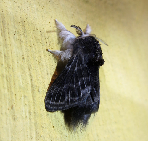 northeastnature:  Some moths look like winged teddy bears. This larch moth (Tolype laricis) visited 