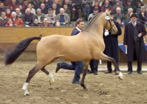 FS Champion de LuxeFS Cocky Dundee x SFS Golden FleurGerman Riding Pony, Stallion14.1hhBorn 1998