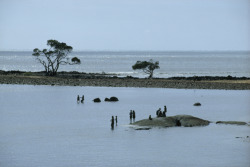 unrar:    Aboriginal children wade and fish in tidal pool, Australia, Charles Allmon.