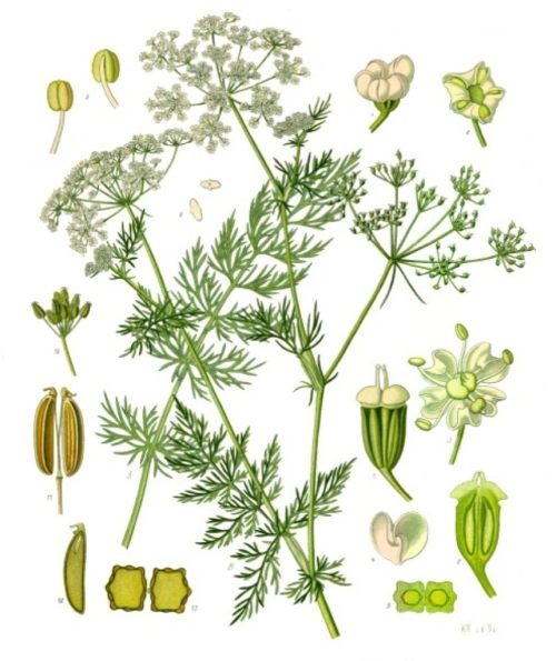 Helpful Herbs: Anise by Kirsten Lie-Nielsen   Anise, or aniseed, is a pretty, easy to grow flowering
