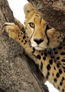 llbwwb:  Cheetah Cub by Lynn Emery. 