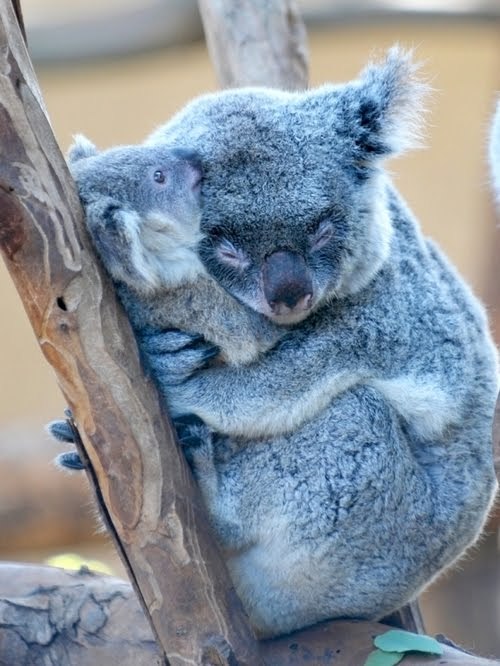 Sex cuteness-daily:  Animals with their babies pictures