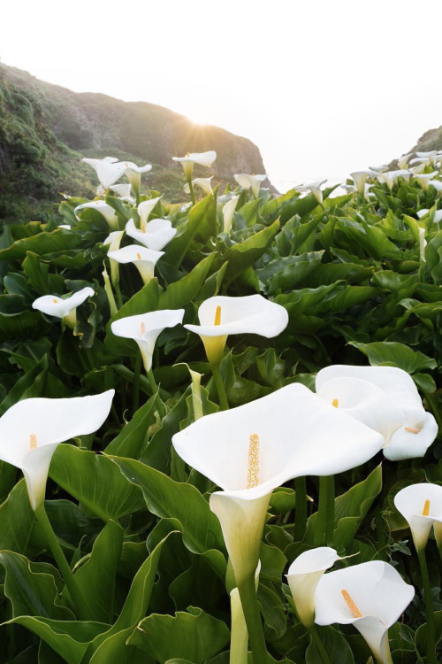 abovearth: Big Sur, California by Christian A. Schaffer