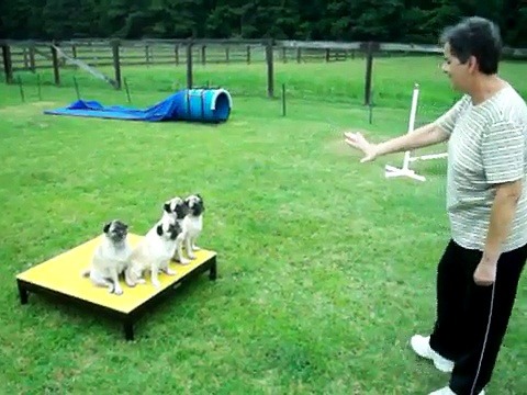 Your Opinion On Pugs/bulldogs/other Brachy Breeds