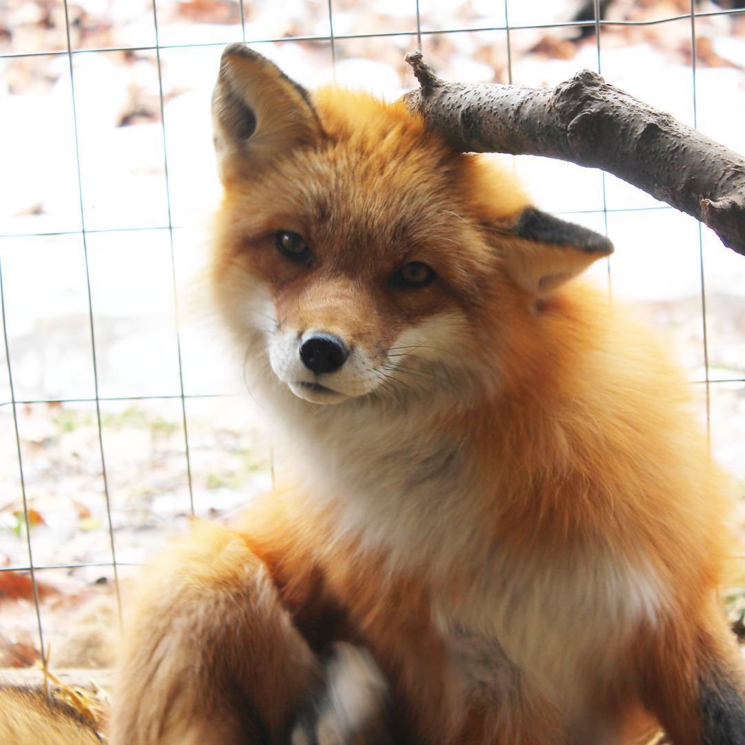 Cute internet fox 😁
Vincent the Fox
