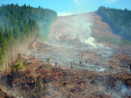 bright-witch:Clearcut Oregon is something very important to me. When I saw this organization trying 