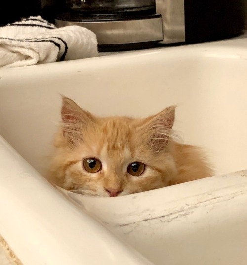 naturelvr69likes:picturetakingguy:You can’t see me in the sink@mostlycatsmostly .