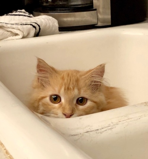 naturelvr69likes: picturetakingguy: You can’t see me in the sink @mostlycatsmostly .