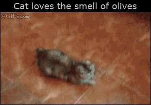 funny-gif-1:  Other Funny Gİfs http://funny-gif-1.tumblr.com/