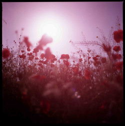 passivefloral:  hasselblad late afternoon - copyright Edward Olive photographer fotografo - photo available to license in Getty Image Collection by Edward Olive Actor Photographer Fotografo Madrid on Flickr. i love poppies 