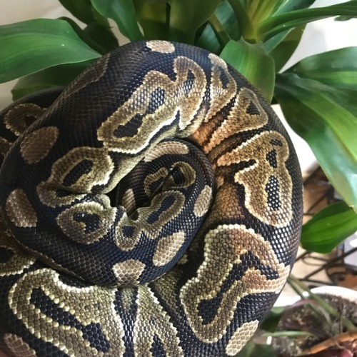 montythepython: shy boi