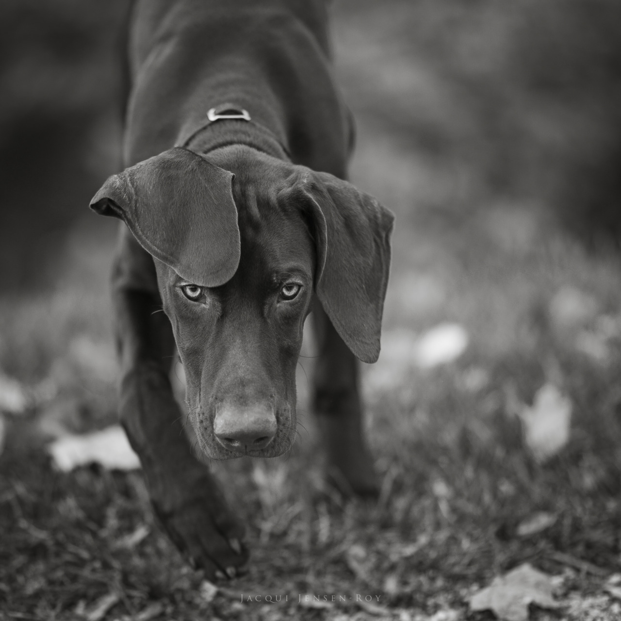 jacquijr-blackandwhite:  Hunter and his goofy ears.  German Shorthaired Pointer,