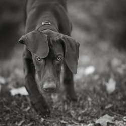 Jacquijr-Blackandwhite:  Hunter And His Goofy Ears.  German Shorthaired Pointer,