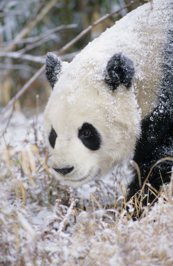 earthandanimals:  Giant Panda Photo by Michael