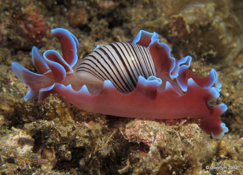 astronomy-to-zoology: Rose Petal Bubble Snail (Hydatina physis) Also known as the striped paper bubb