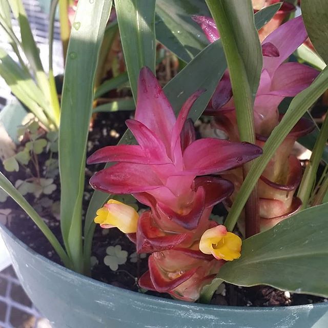 Collecting gingers again… Curcuma cordata from Mt Popa in Myanmar… #curcumacordata #zingiberaceae #greenhouse #biodiversity — view on Instagram...