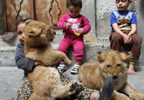 arabianblogger: Palestinian children playing with lion cubs in the southern Gaza Strip - Rafah. Sour