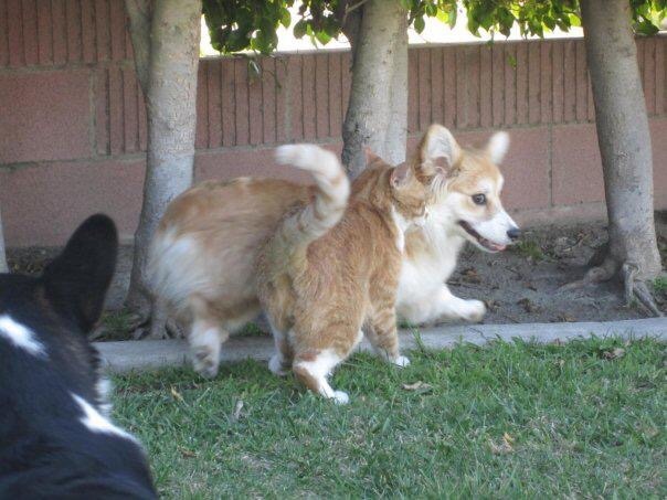 twosillycorgis:  Throw back Thursday to the romance between Jiggles and Sunny the