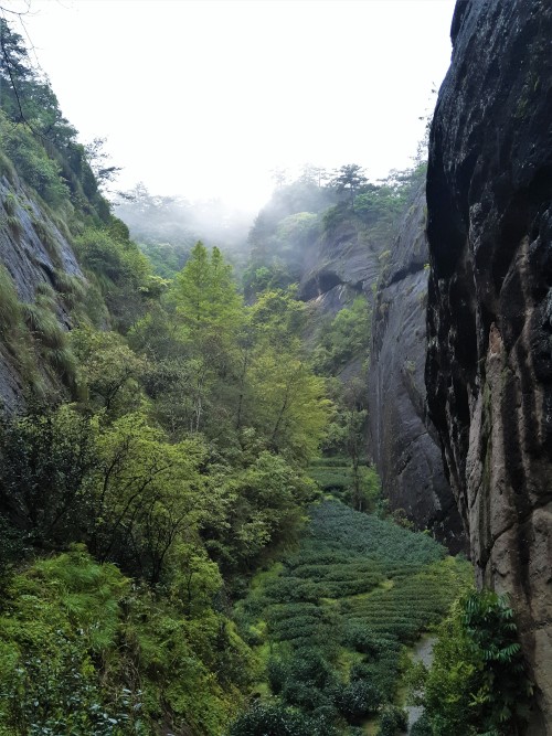 Tea fields on Mount Wuyi, Fujian