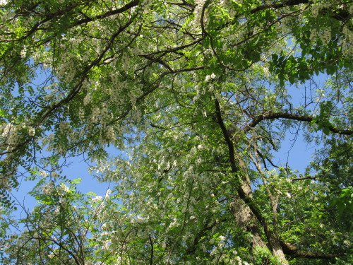 Black locust tree in bloom. Robinia pseudoacacia. Whenever they’re in bloom you can hear the cedar w