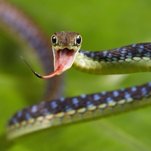 Painted Bronzeback (Dendrelaphis pictus). Credit: Quentin Martinez