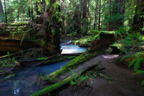 montgomery woods state reserve by Lisa