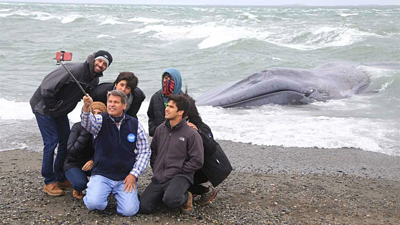 INSÓLITO. Le graban “Ana te amo” en una ballena varada. Gran indignación ha causado una serie de fotos que se han vuelto virales a través de las redes sociales, de una ballena azul varada en la región chilena de Magallanes.
A 117 kilómetros de Punta...