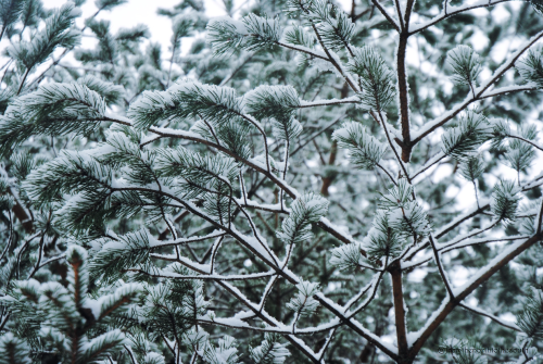 fromthenorthtothesouth:Finally the winter is here! It is -18 Celsius degrees outside and all the tre