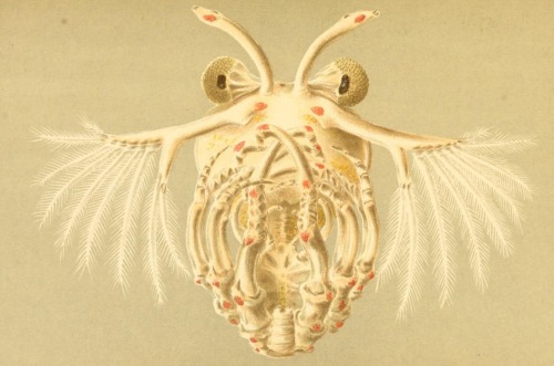 smithsonianlibraries:An illustration of a Cape rock lobster (Jasus lalandii) larva, just after hatch