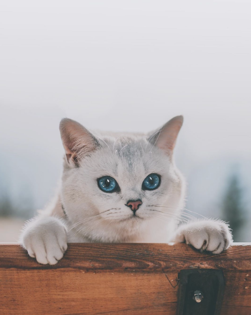 animals-addiction: Look the beauty of this catSource