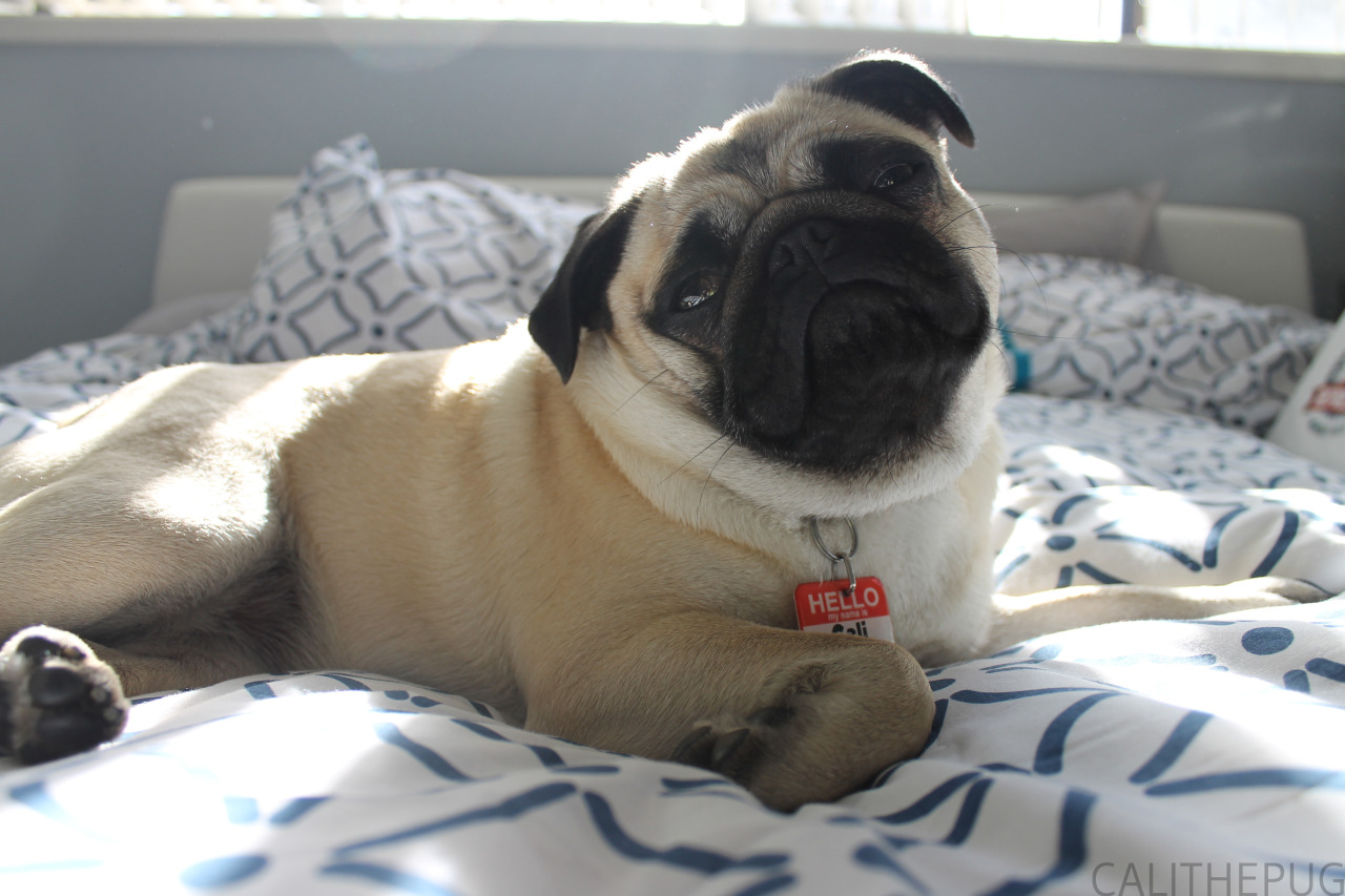 calithepug:  SO MAJESTIC  