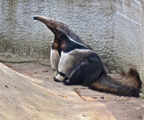 goddamn-batgirl:rhamphotheca:A Giant Anteater (Myrmecophaga tridactyla) at Detroit Zoo, Michigan, US