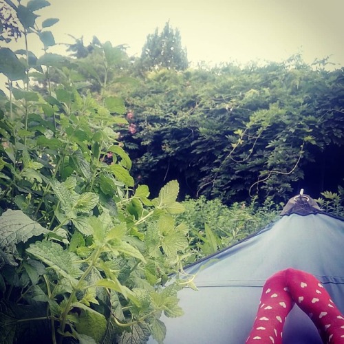 Chillin' #garden #chill #sunday #procrastinator