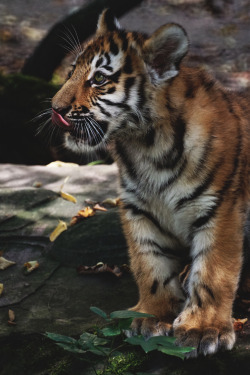 captvinvanity:  Edward Lochmann | Little Tiger