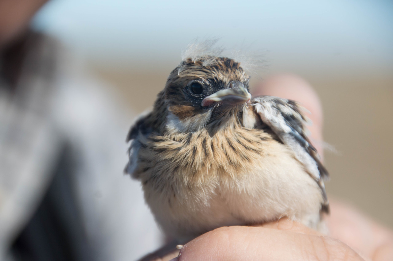 Lapland longspur (Calcarius lapponicus) chick
These small buntings are at home in the tundra, where they feed on insects and grains and nest on the ground or in stunted willows. This species is distributed across Europe and North America, and...