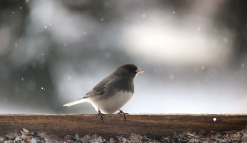 Bird Feeder Photo-shoot