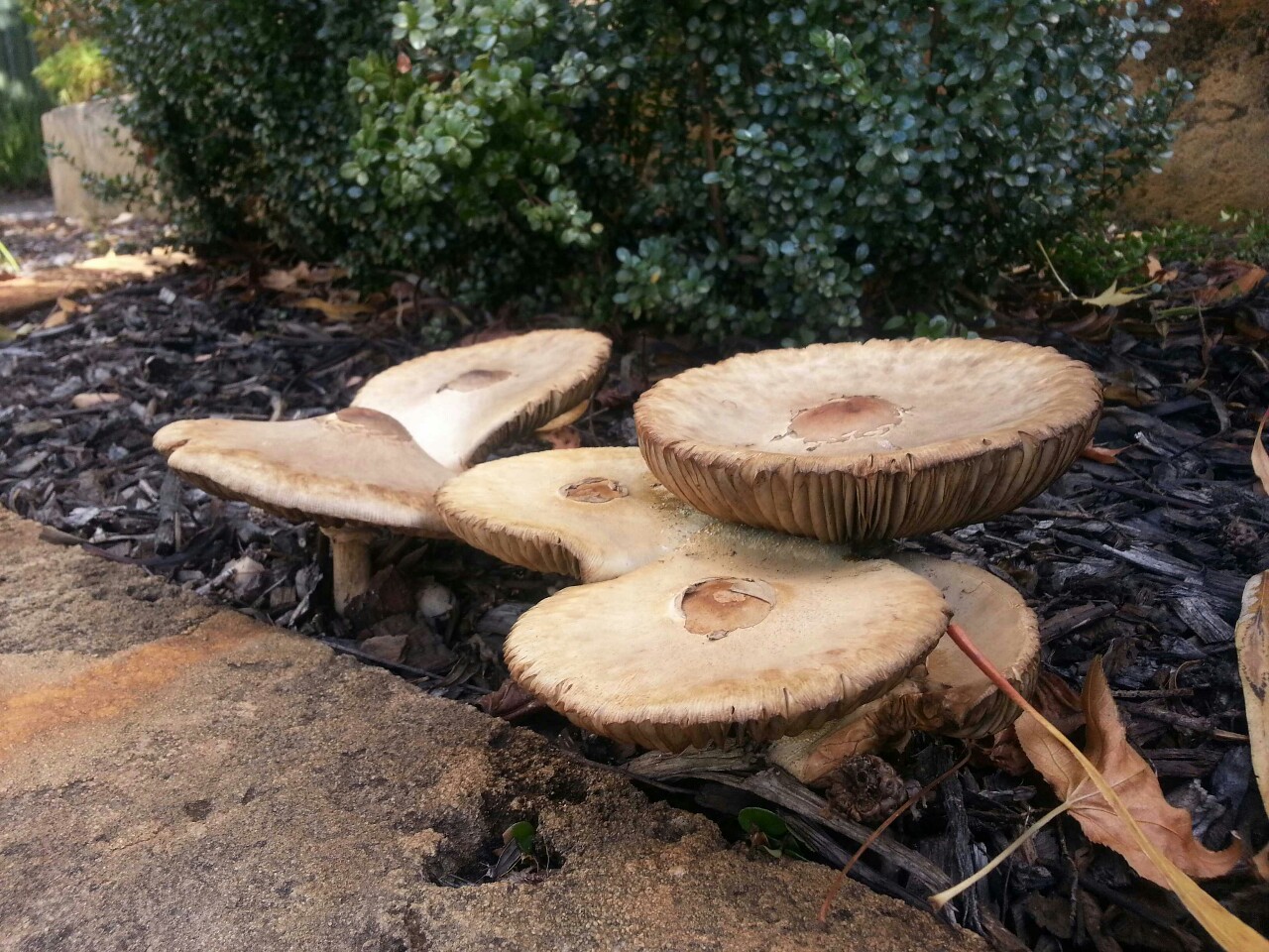 Mushrooms on the reg at my mates place.  