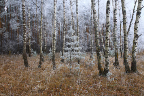 expressions-of-nature:by: Dmitri Alexeev