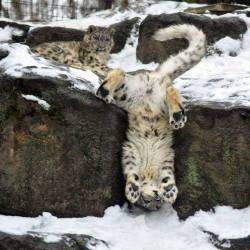 awwwwwwwsocute:Everyone. May I introduce you to the Snow Leopard.