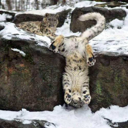 thearcalian:doggos-with-jobs:Everyone. May I introduce you to the Snow Leopard.@mostlycatsmostly