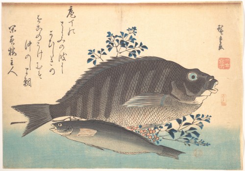 Shimadai and Ainame Fish (from the series Every Variety of Fish), Hiroshige, 1840s