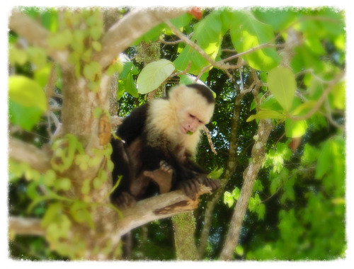 White-headed capuchin This is one of four species of monkey native to Costa Rica and probably the ea