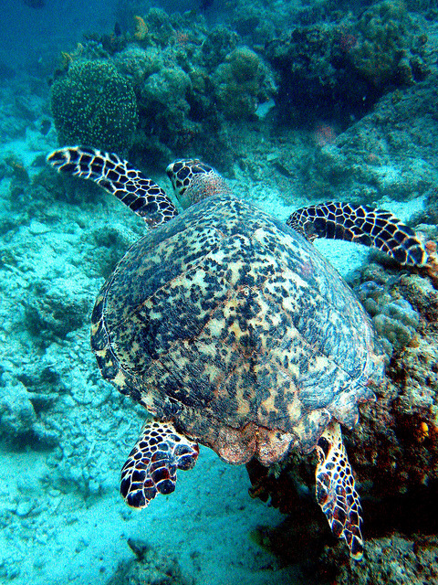 trynottodrown:  Green Turtle by p@ragon