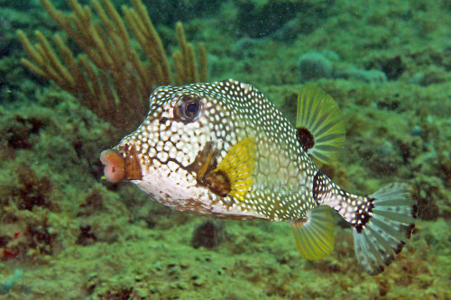 Smooth trunkfish (Lactophrys triqueter)The smooth trunkfish is a species of boxfish found on and nea