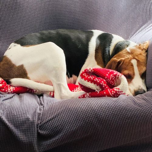 EJ settling in for his Christmas Eve midmorning nap. #dogs #dogsofinstagram #dogstagram #coonhoundmi