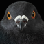 micahthepigeon