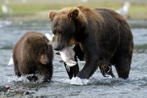 wild-diary:Katmai, Alaska | Patrick Moody